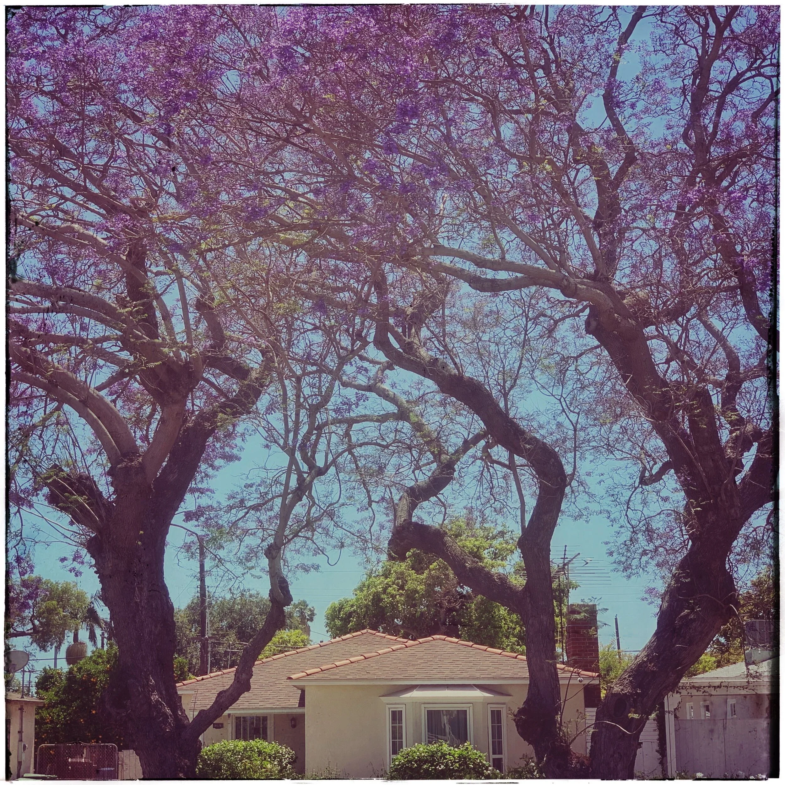 Season for Purple Clouds