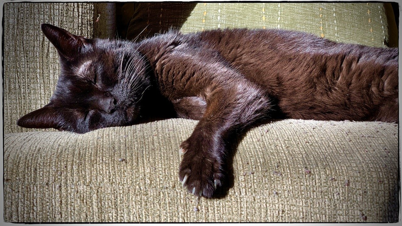 First Day Without A Kitty