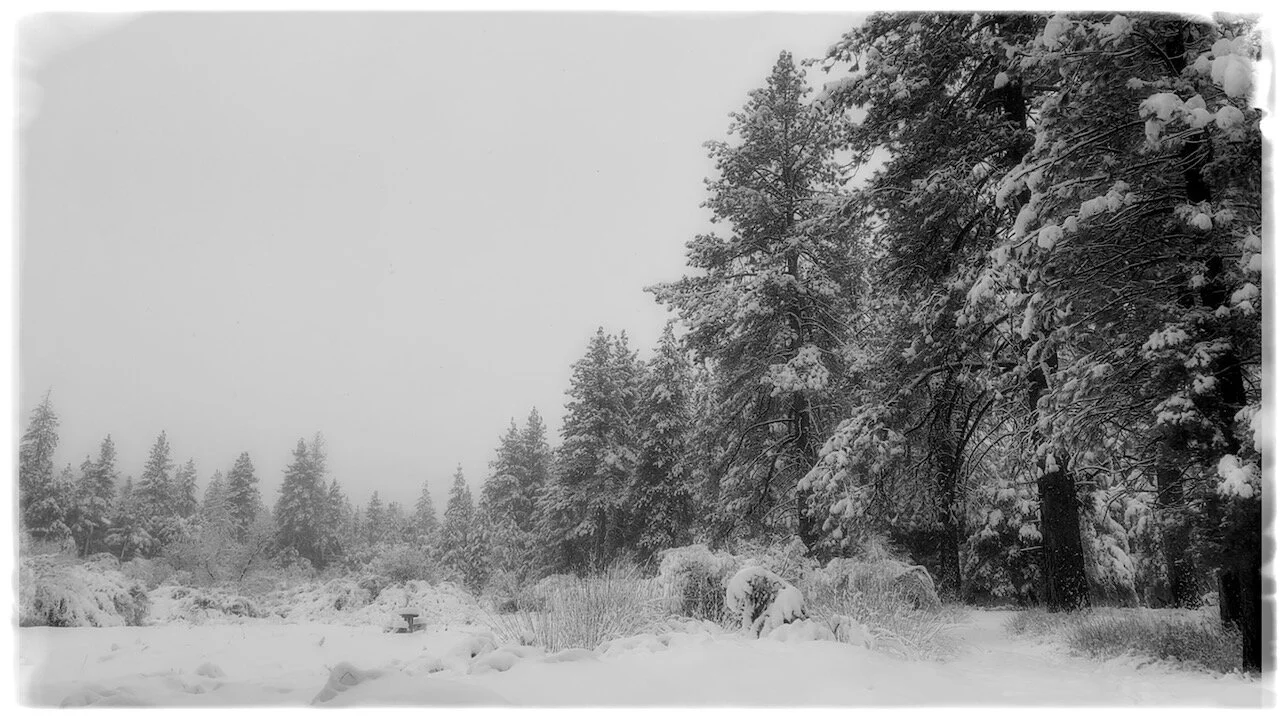 Natural World and Plastic!