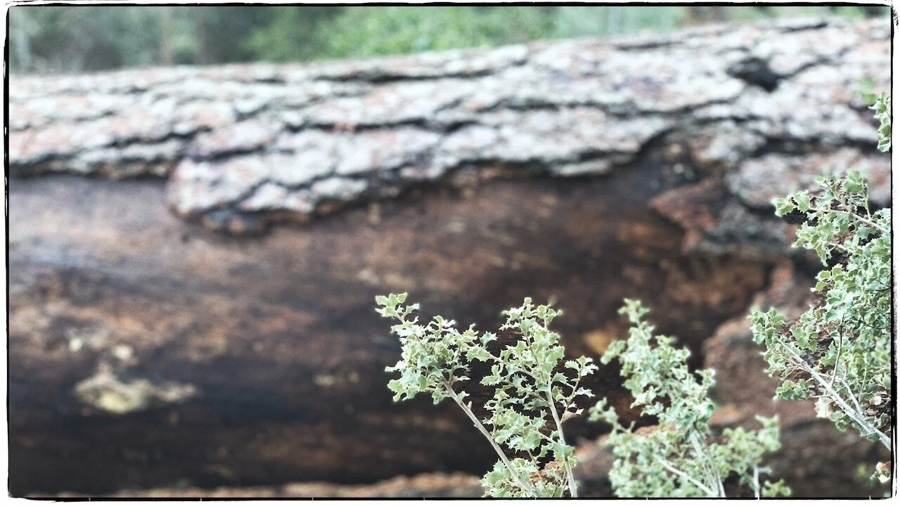 The World We Live In