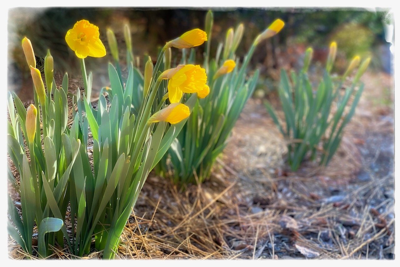 Asian Daughter's Journey