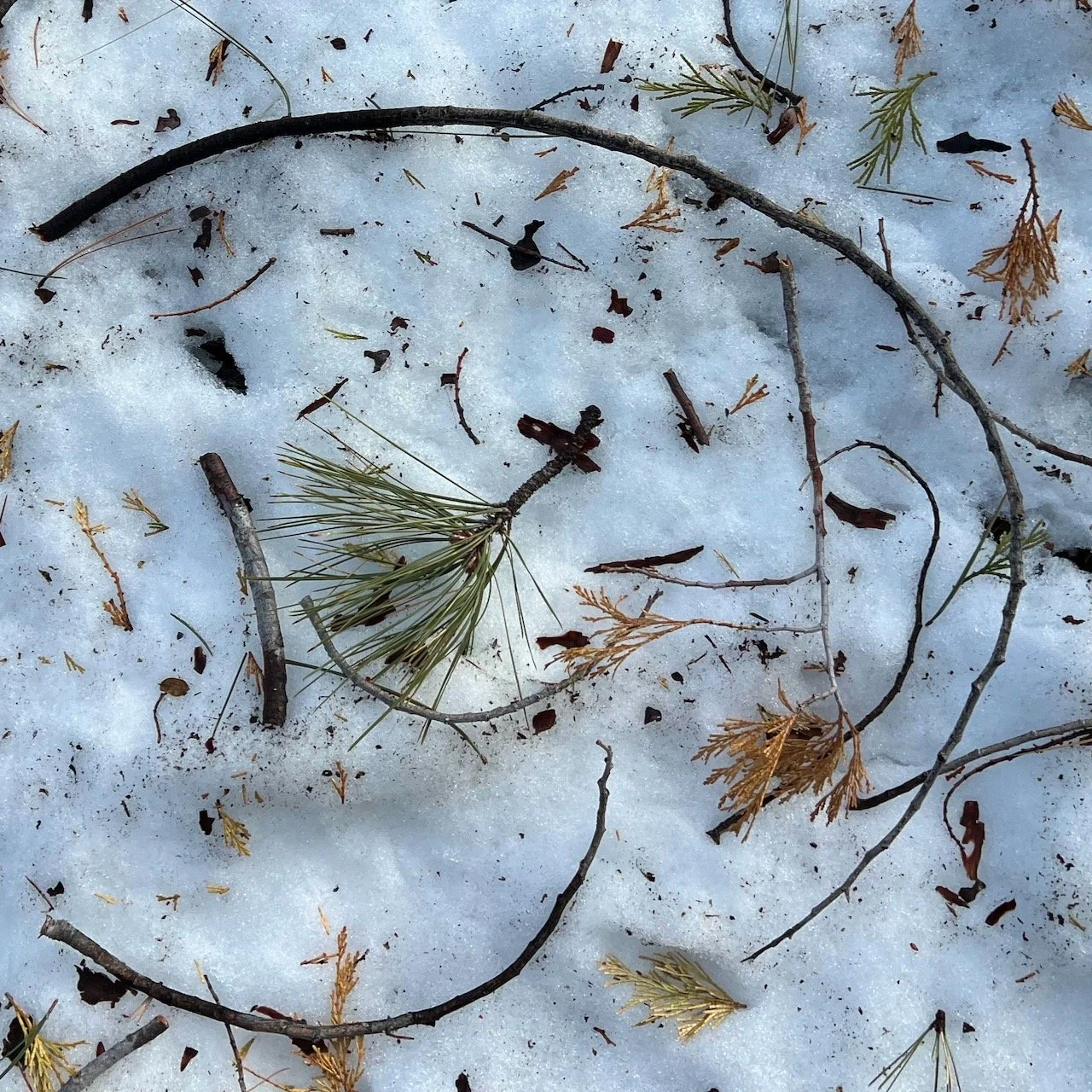 After the Snow, Daffodils
