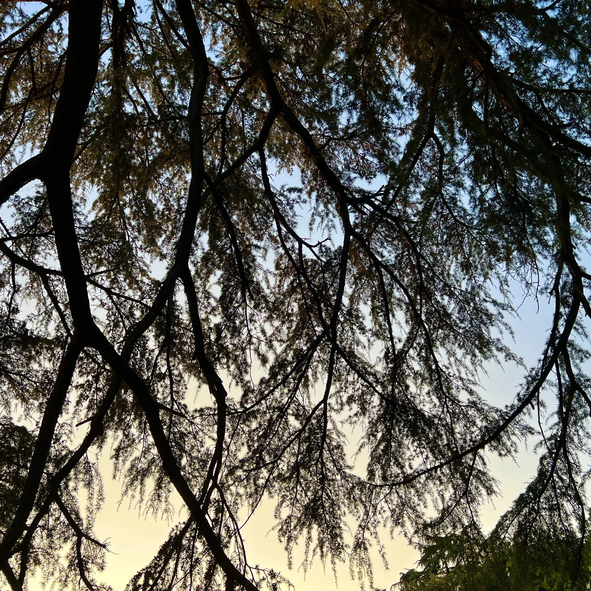 Nurturing Kinship with Nature