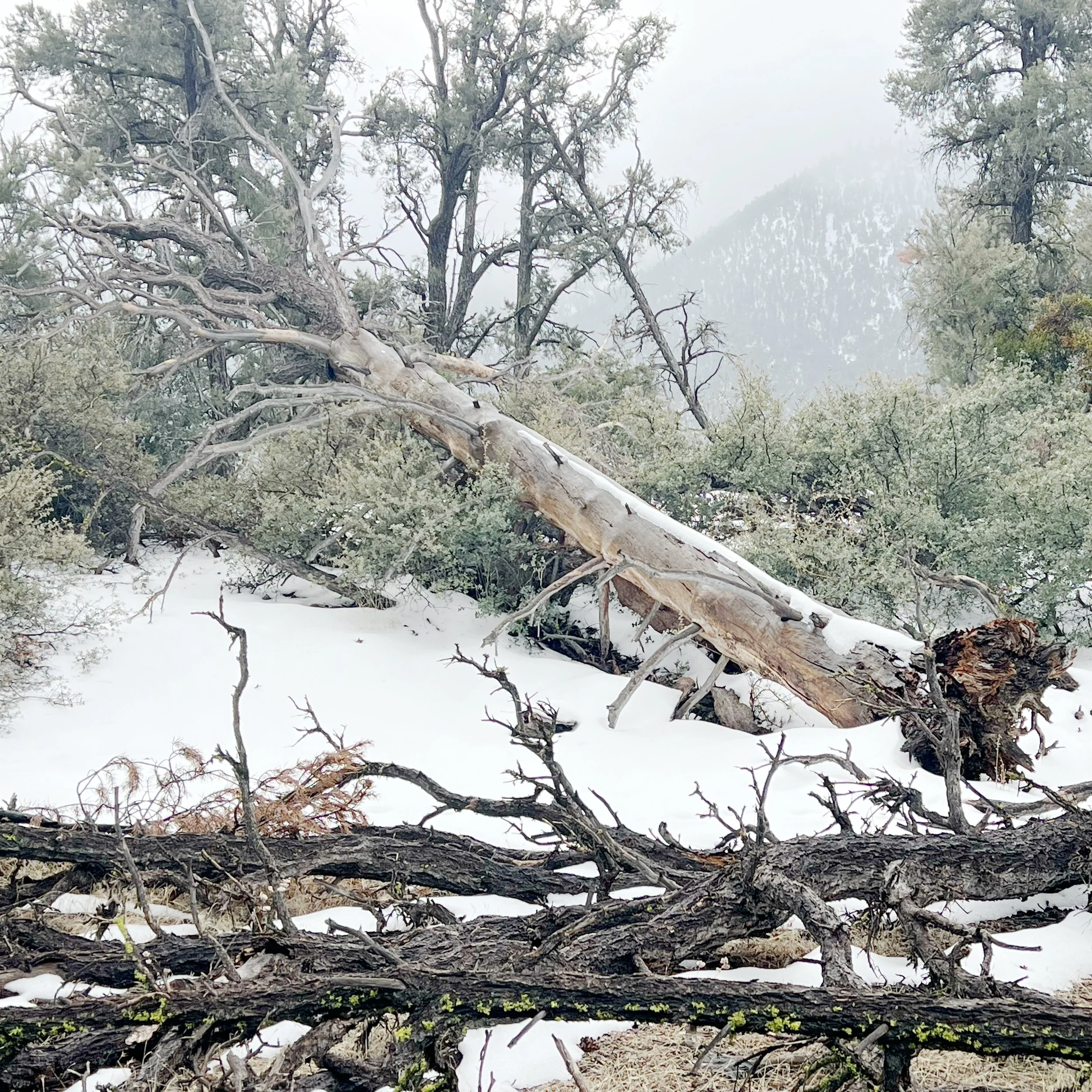 Remembering Northridge Earthquake