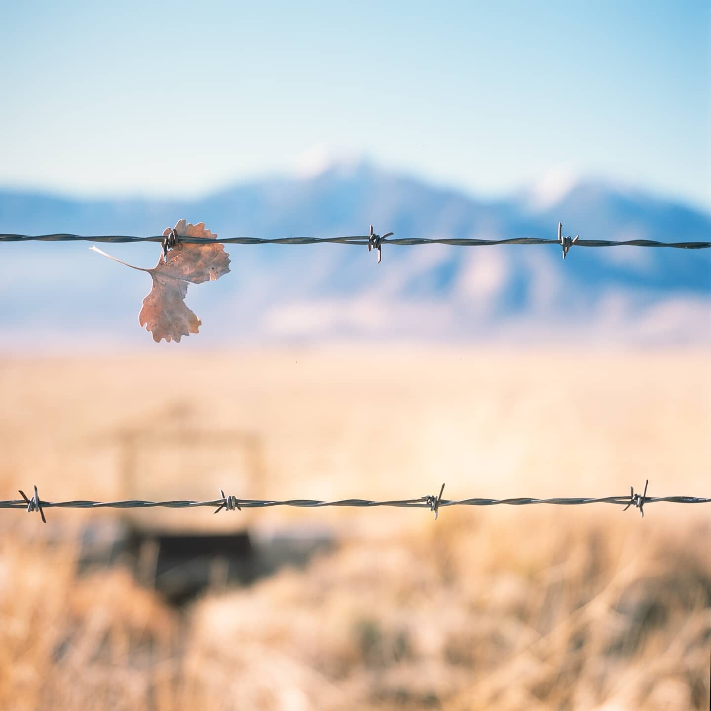 I get terrible gas mileage on my photo road-trips, stopping and going often for shots. This is especially true anywhere near the Sierra Nevada range, which is inconvenient, given it's 400 miles long. ⁠
. ⁠
写真を撮るために車で旅をすると、とにかく燃費が悪い。とくにシエラネバダ山脈沿いは、何処彼