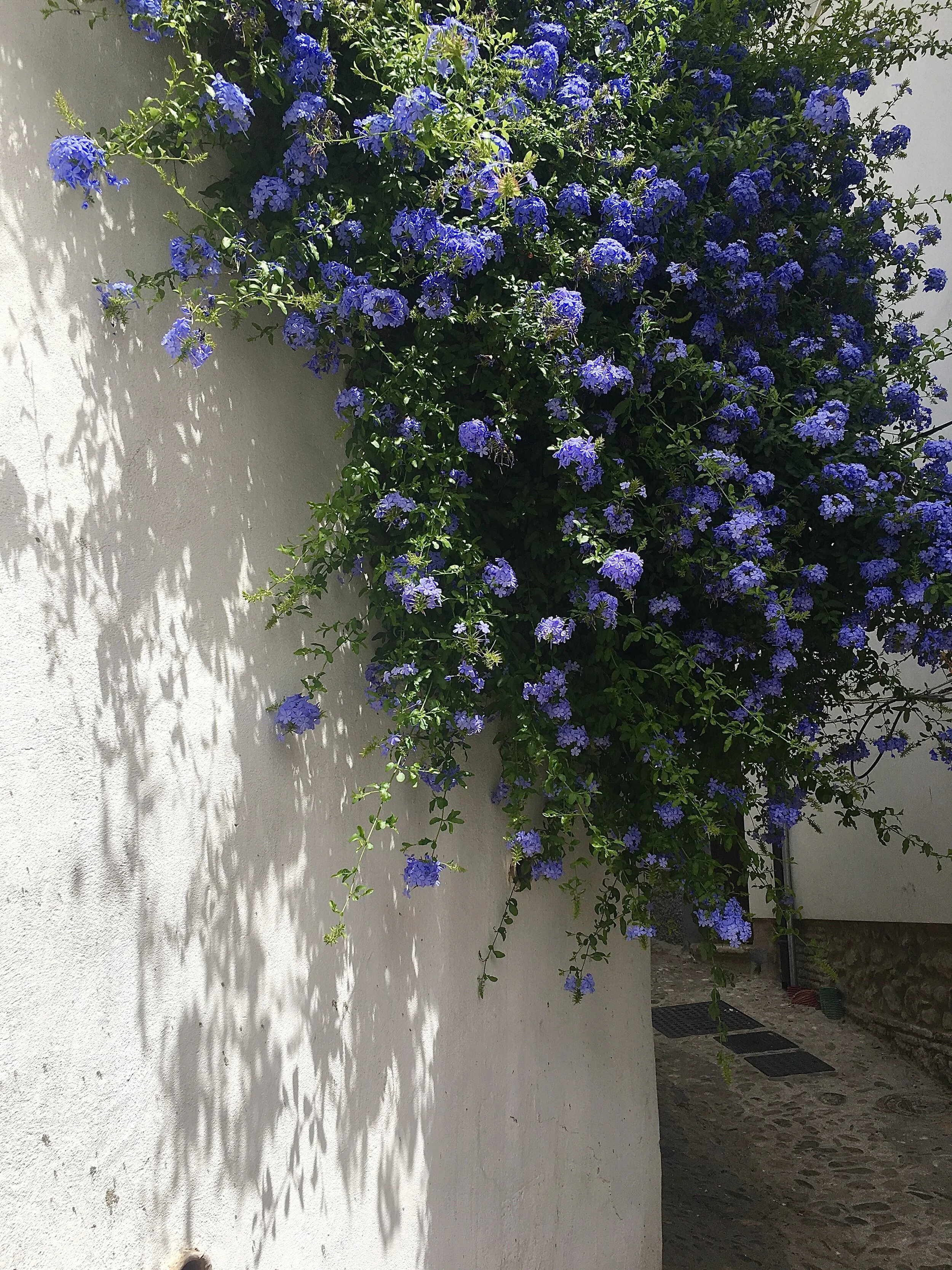  I love that I saw these kind of flowers only in Granada. 