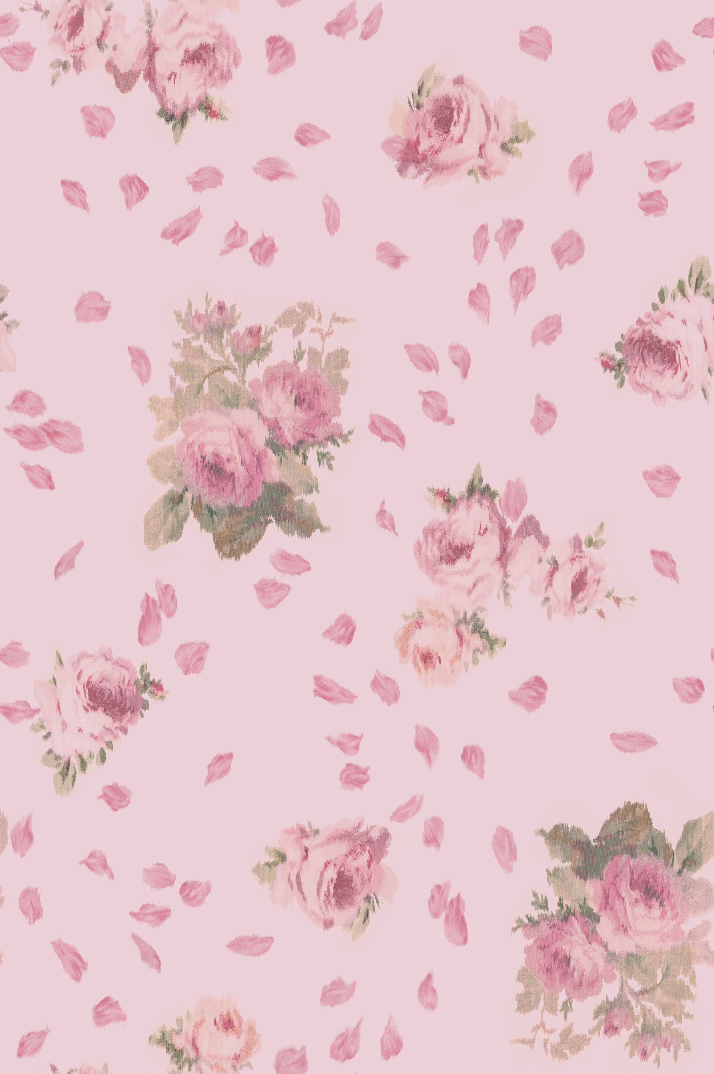 CIDER ROSES_MAPLE BLUSH.jpg