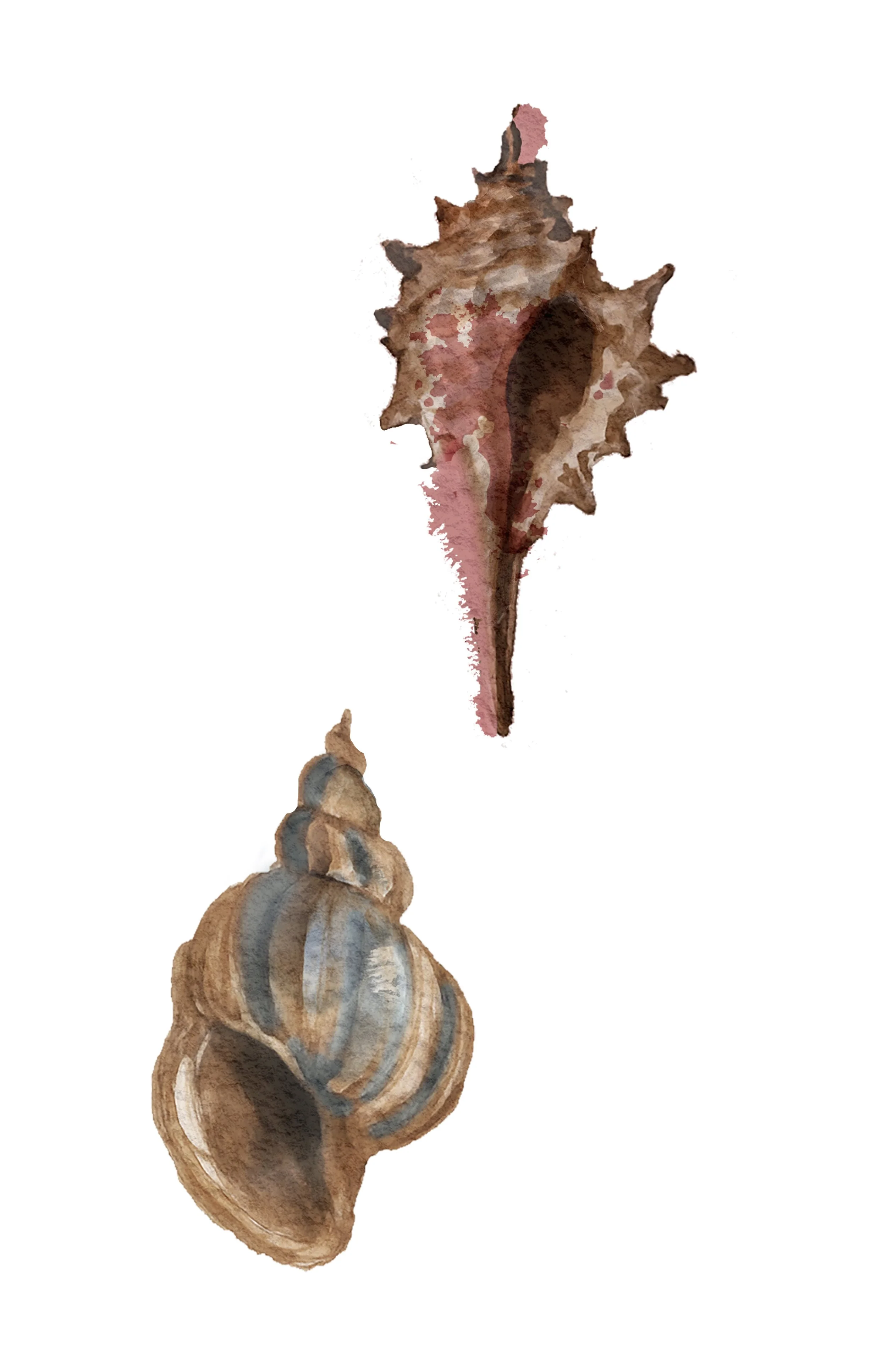 AMUR_SHELLS copy.jpg