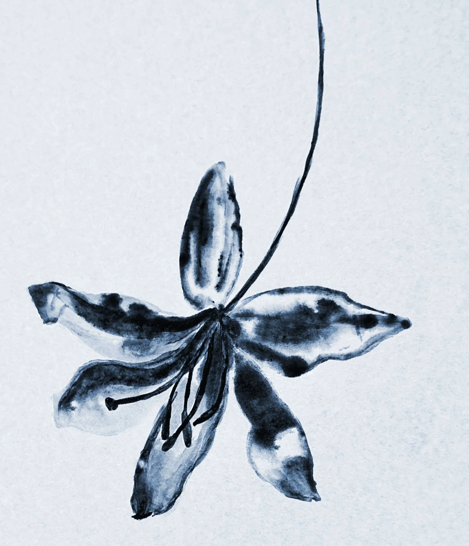 XRAY FLOWER-MOTIF 7-2.jpg