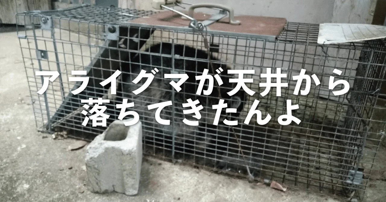 【キナリ★マガジン更新】野生！おんどれパンチくん
