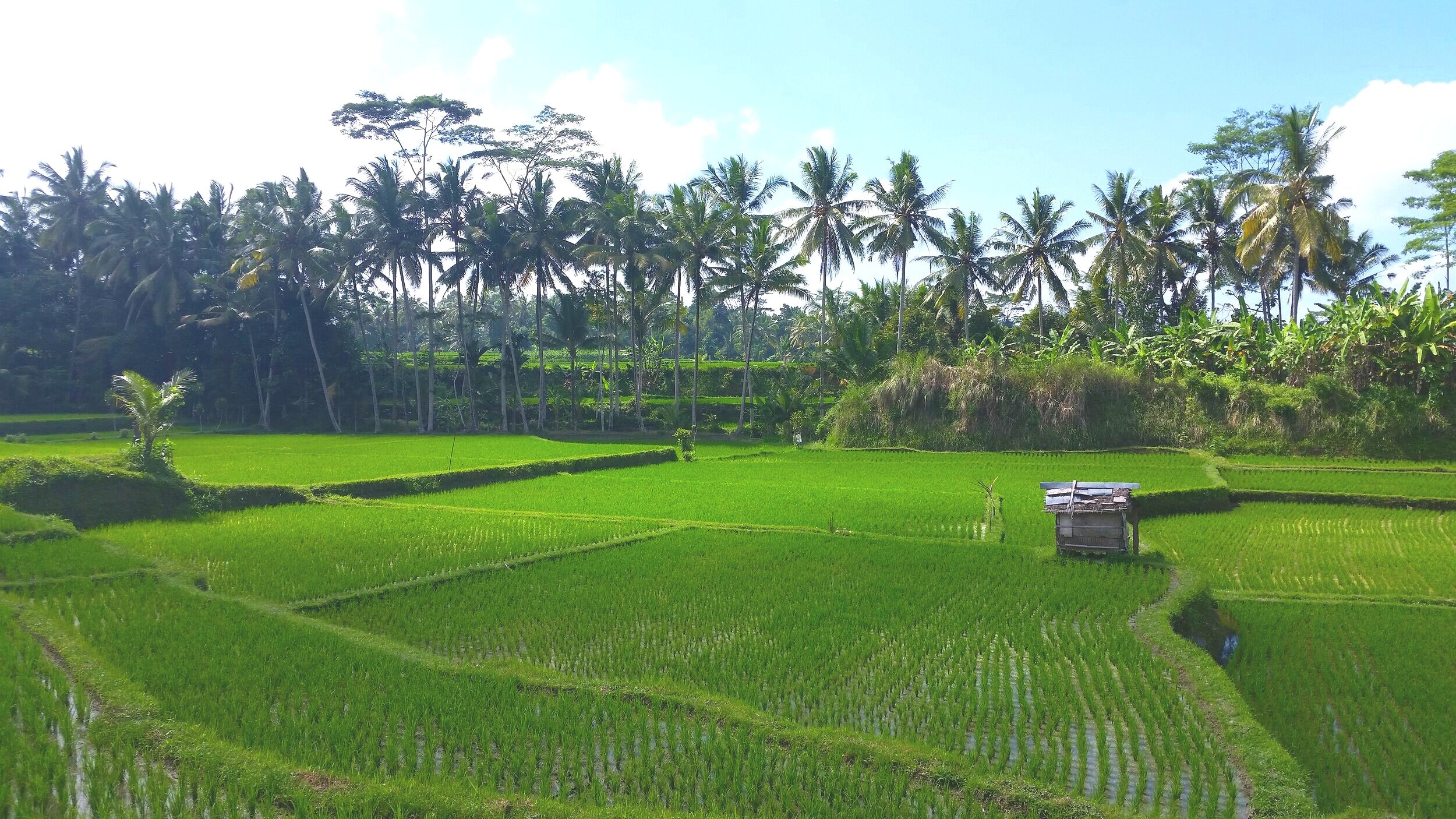 bali-rice-field.jpg