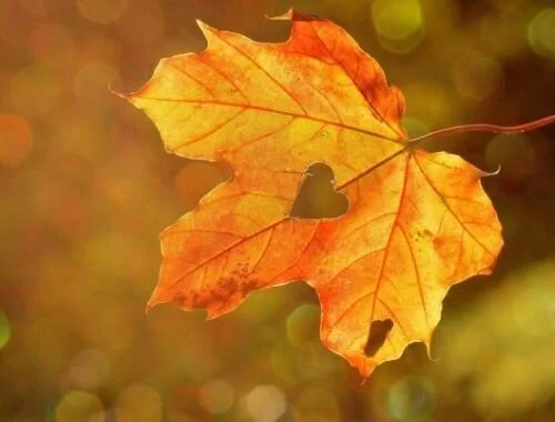 A Lifetime of Transitions