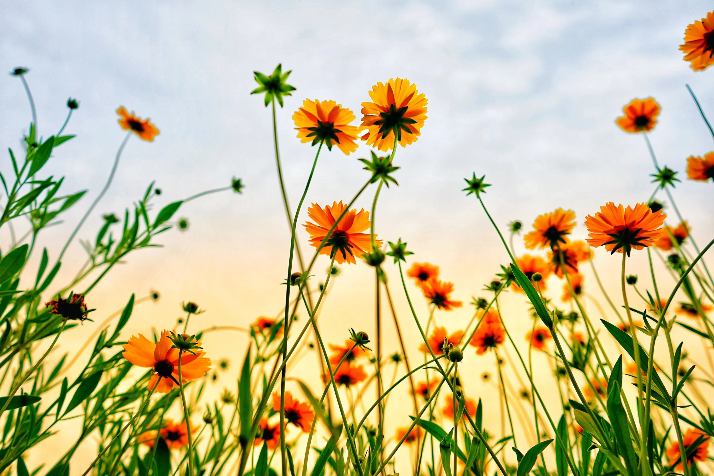 Wildflowers
