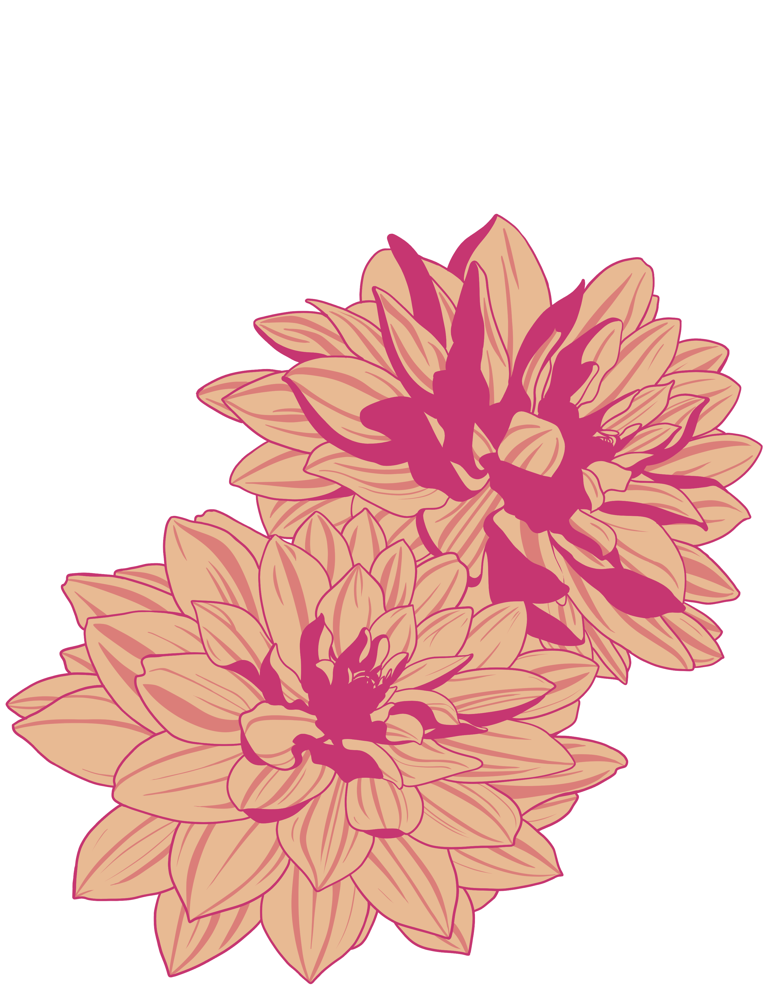 Dahlia Flowers.png