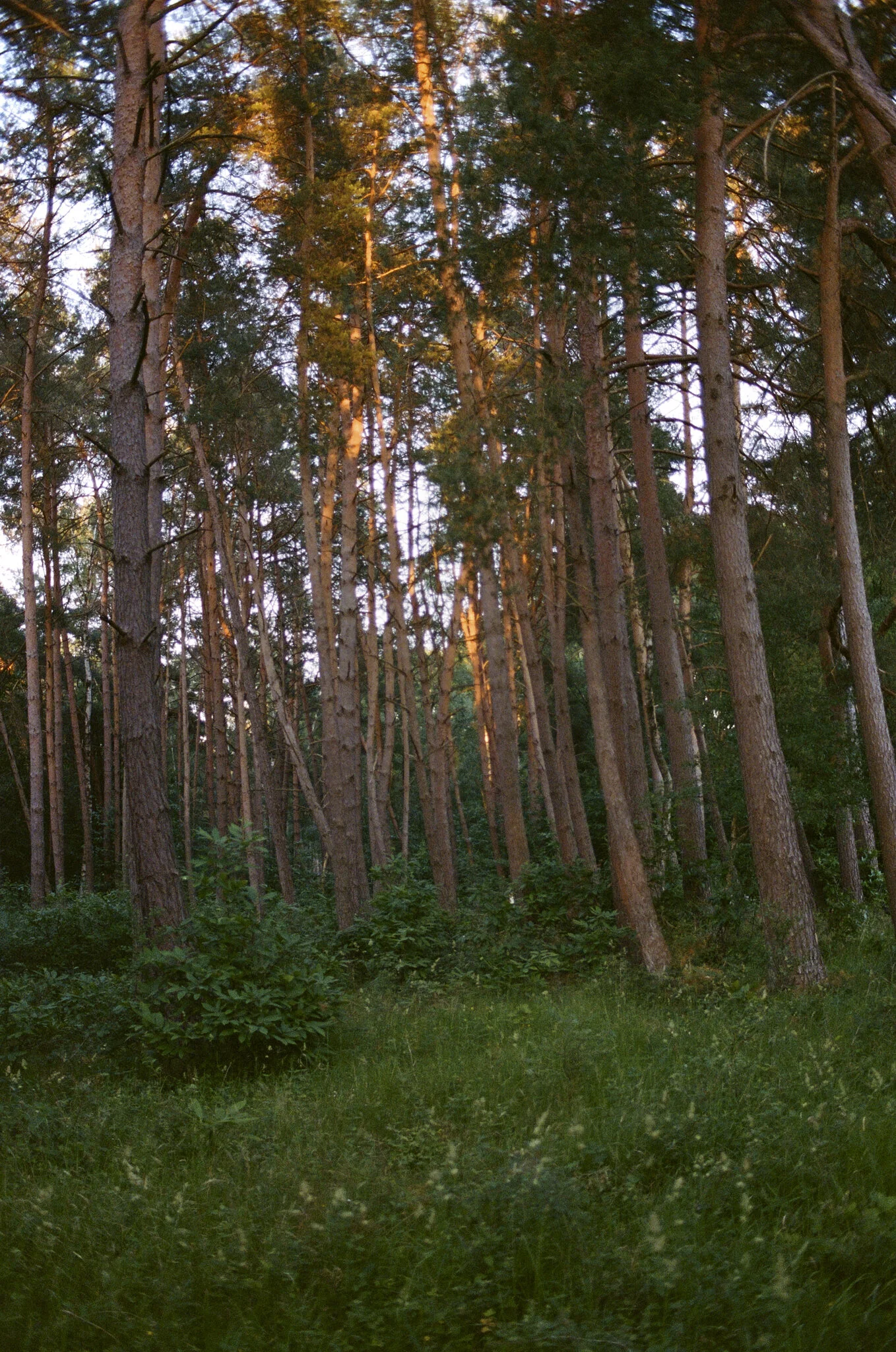 Biches @ Fontainebleau 23.jpg