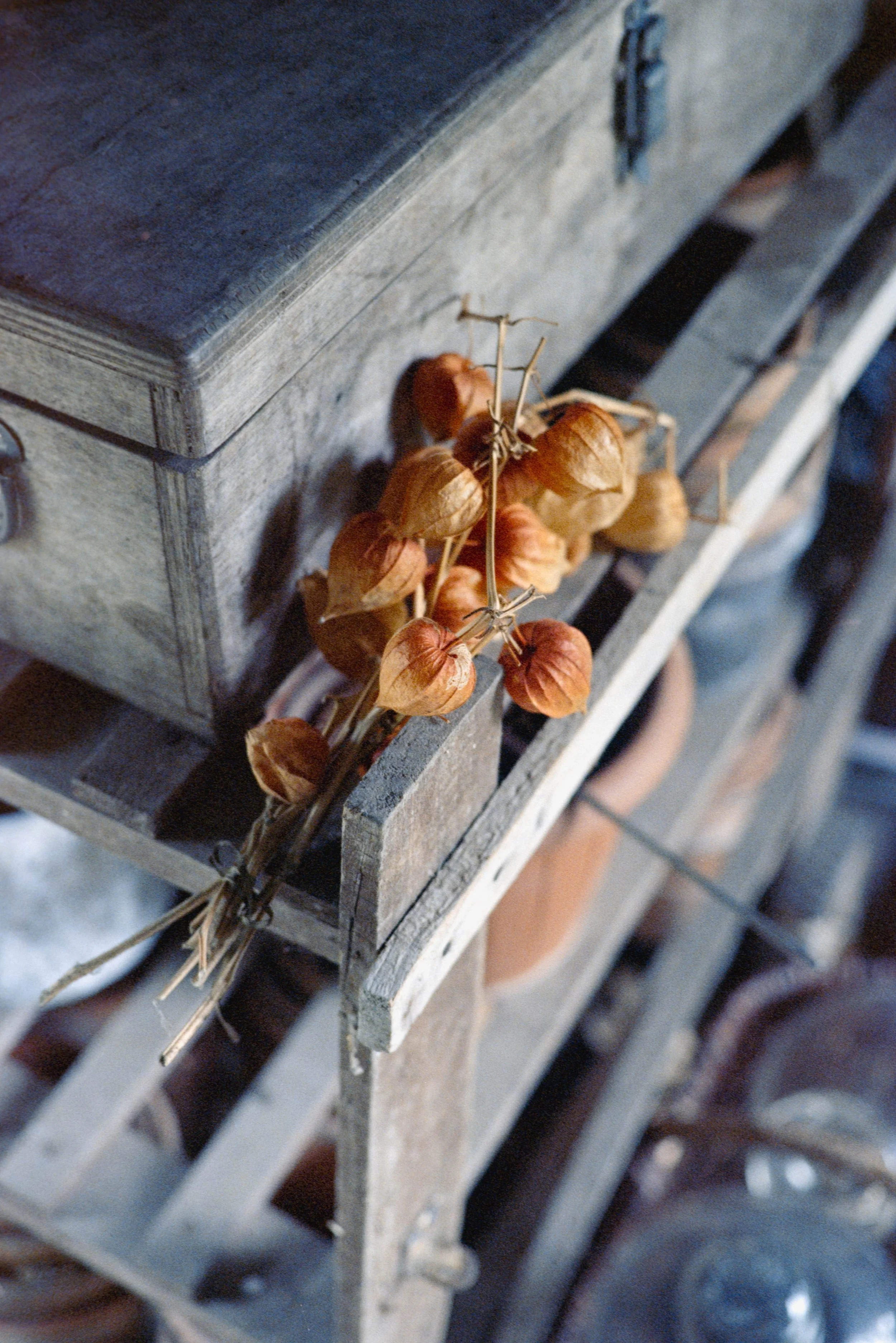 Pollene Site-033.jpg