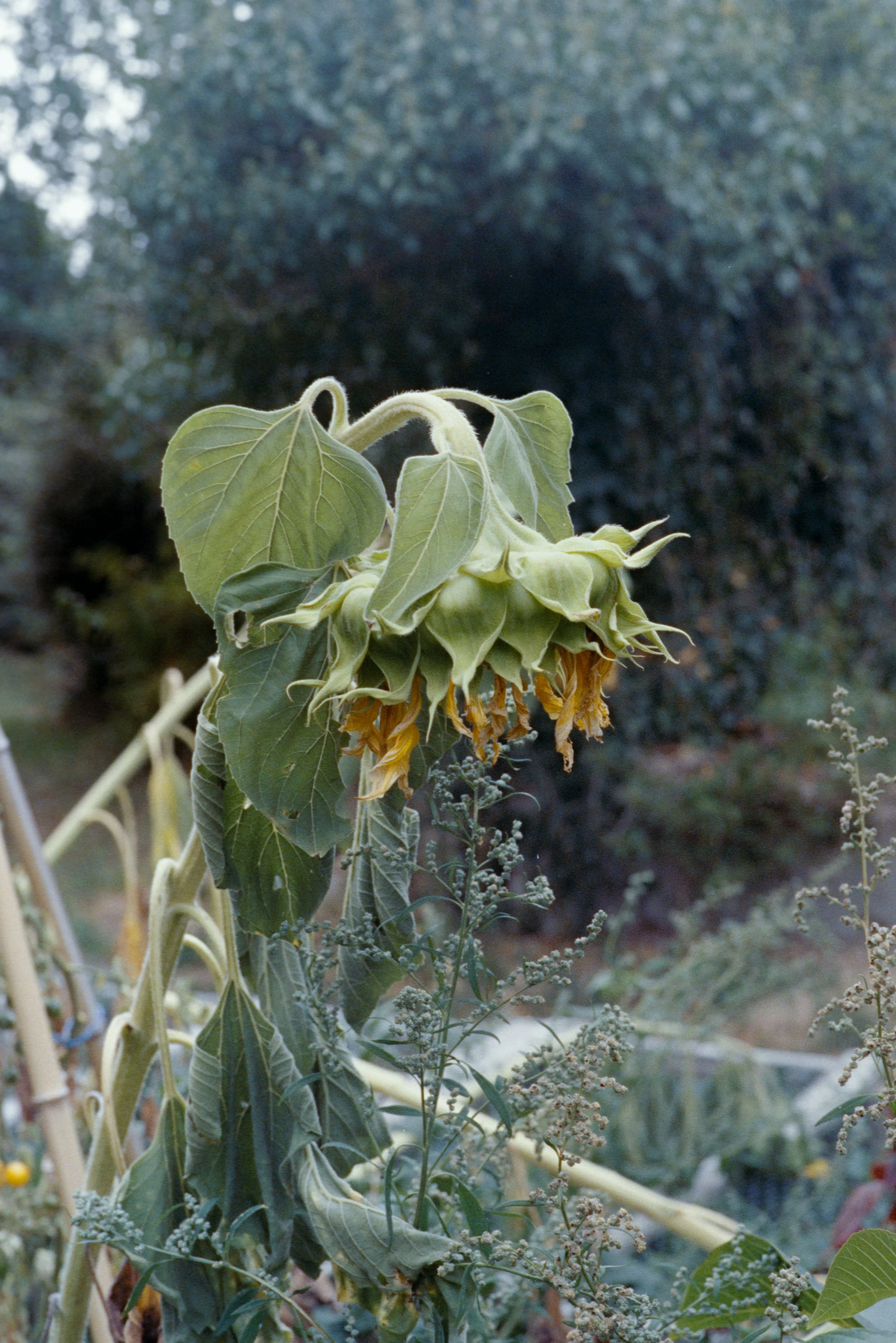 Pollene Site-036.jpg