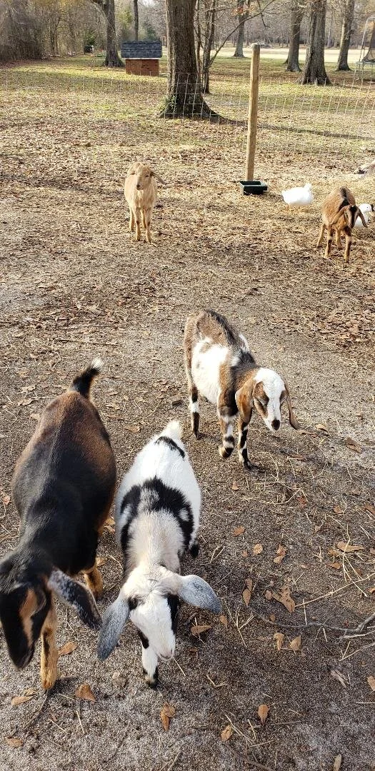 Jack and Goldberg.jpg