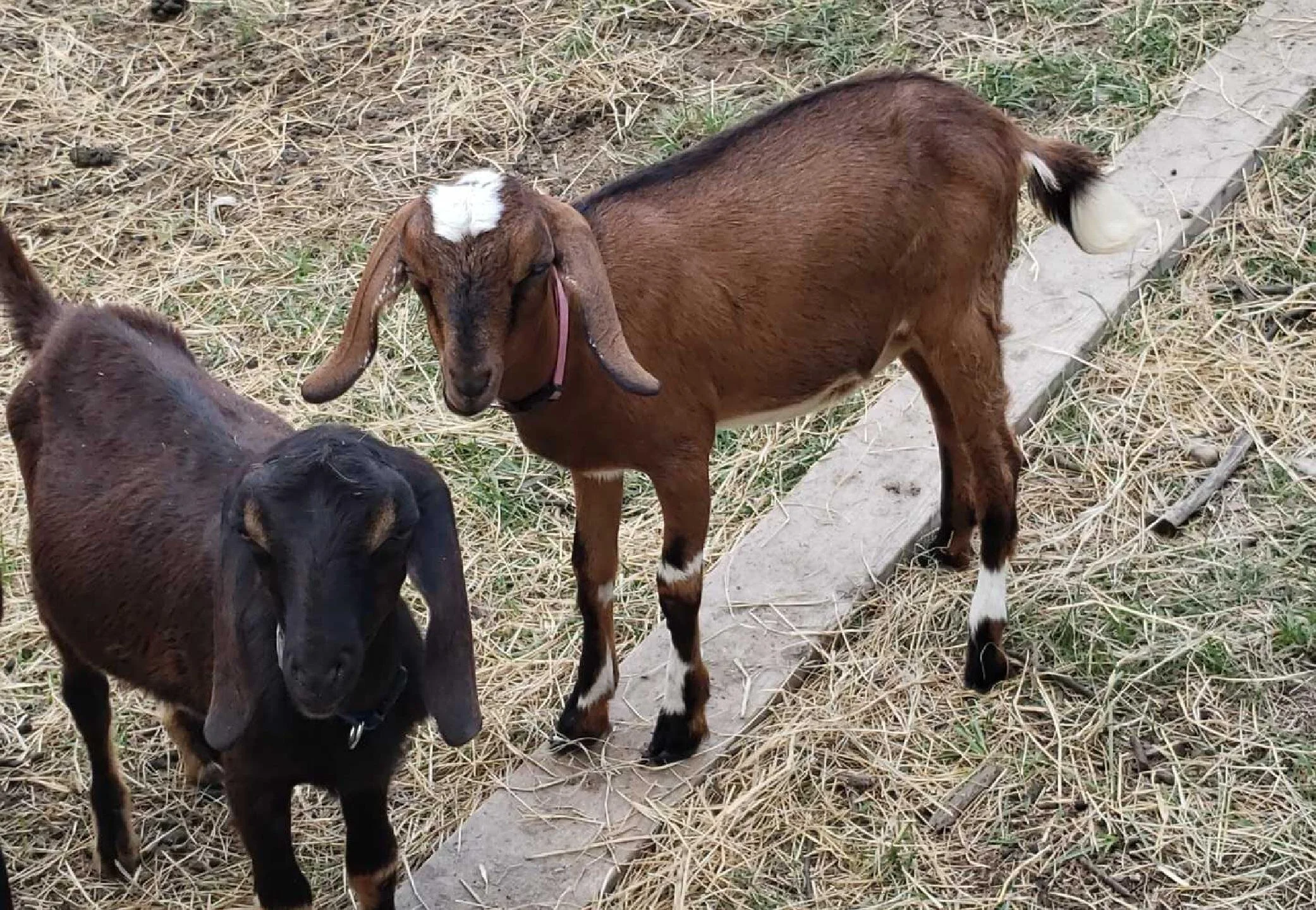 Lexi And Savannah.jpg