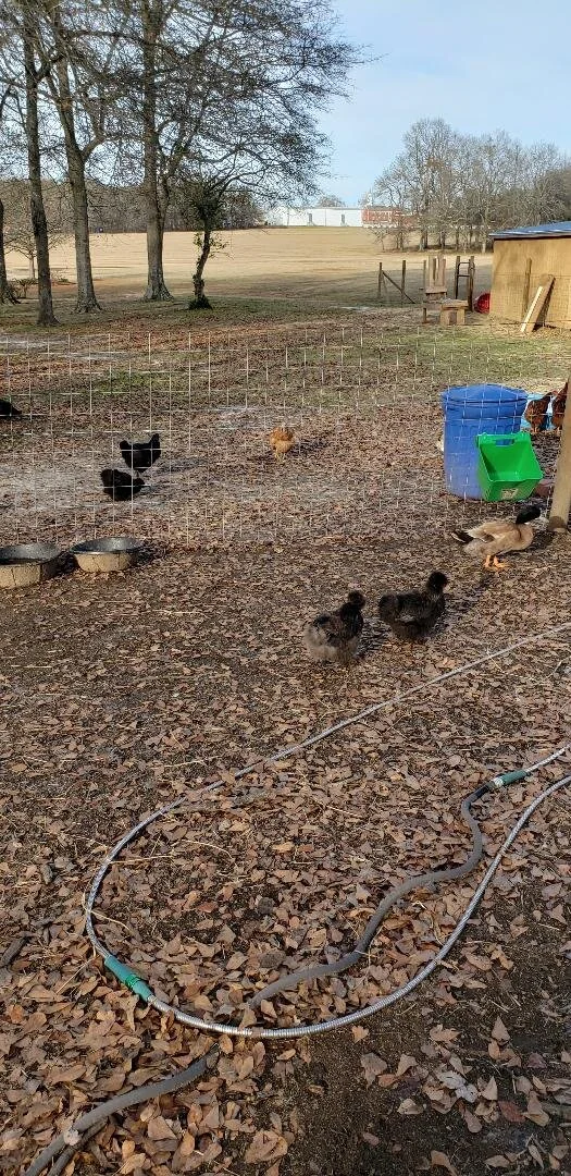 Misc Farm Chickens.jpg