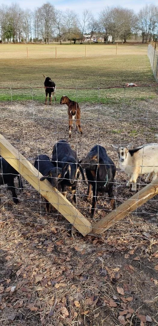 T swish - Savannah - Dixie.jpg