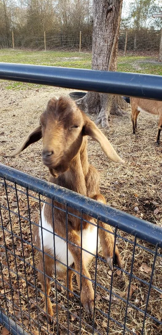 Treestar Hershey. Born 1/11/2019. F2. Excellent Nubian features, Sire is HBK Camelot *B.