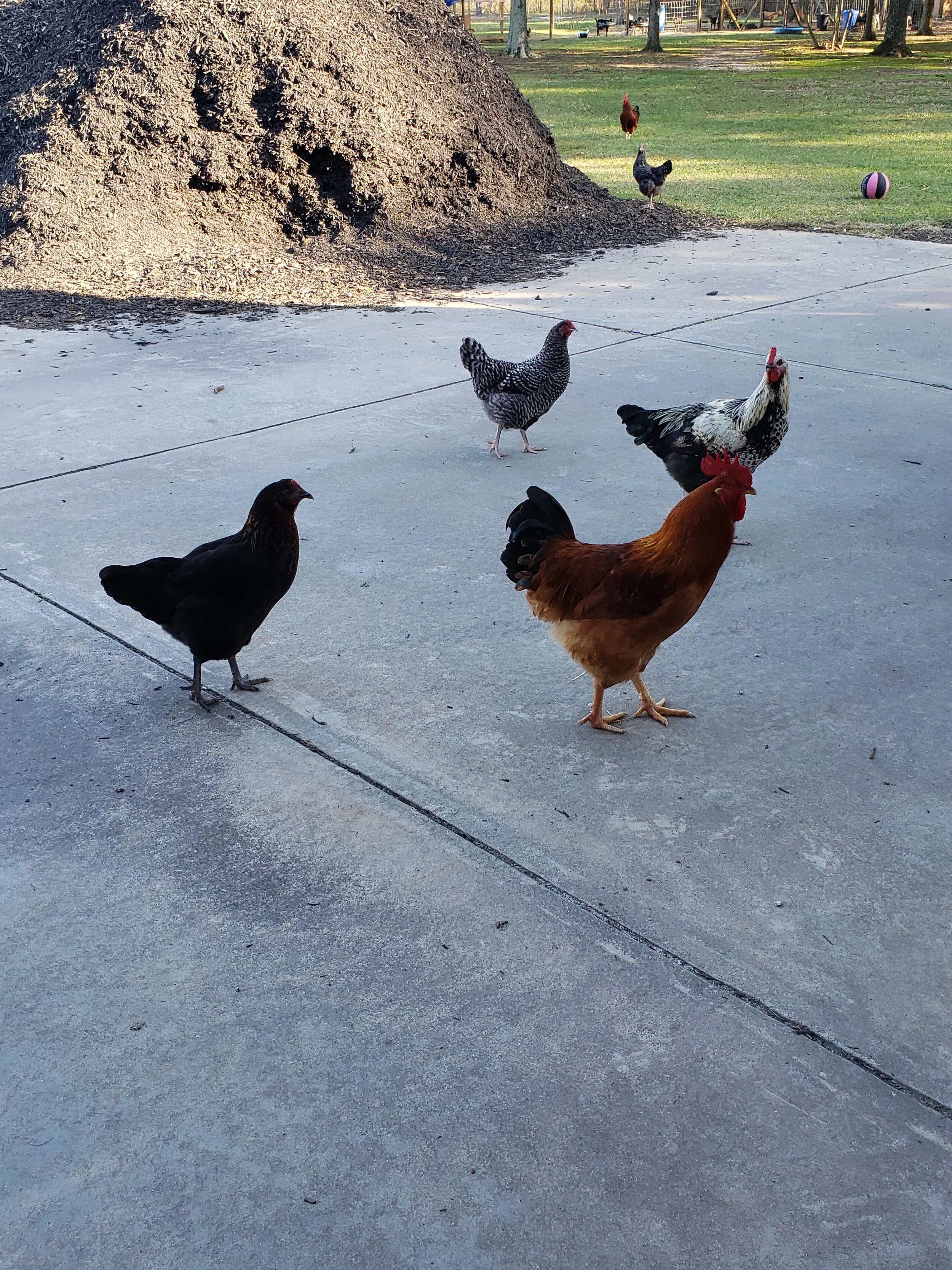 Driveway Chickens.jpg