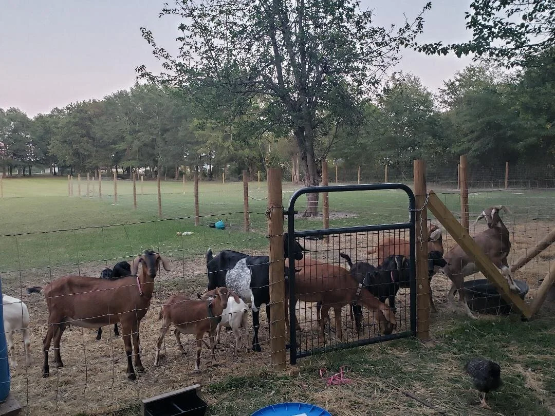 Goat Herd.jpg