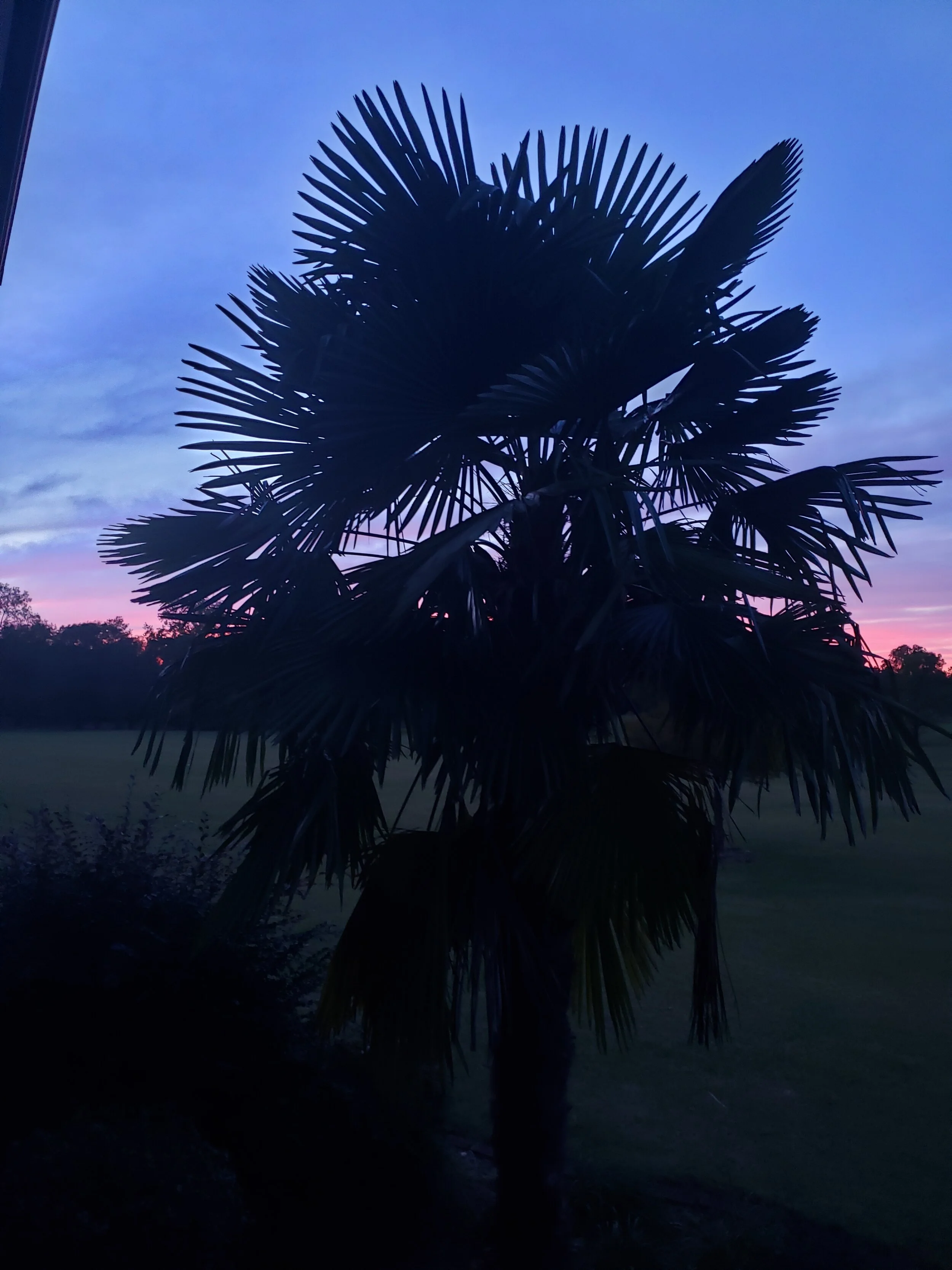 Sunset Palm 1.jpg