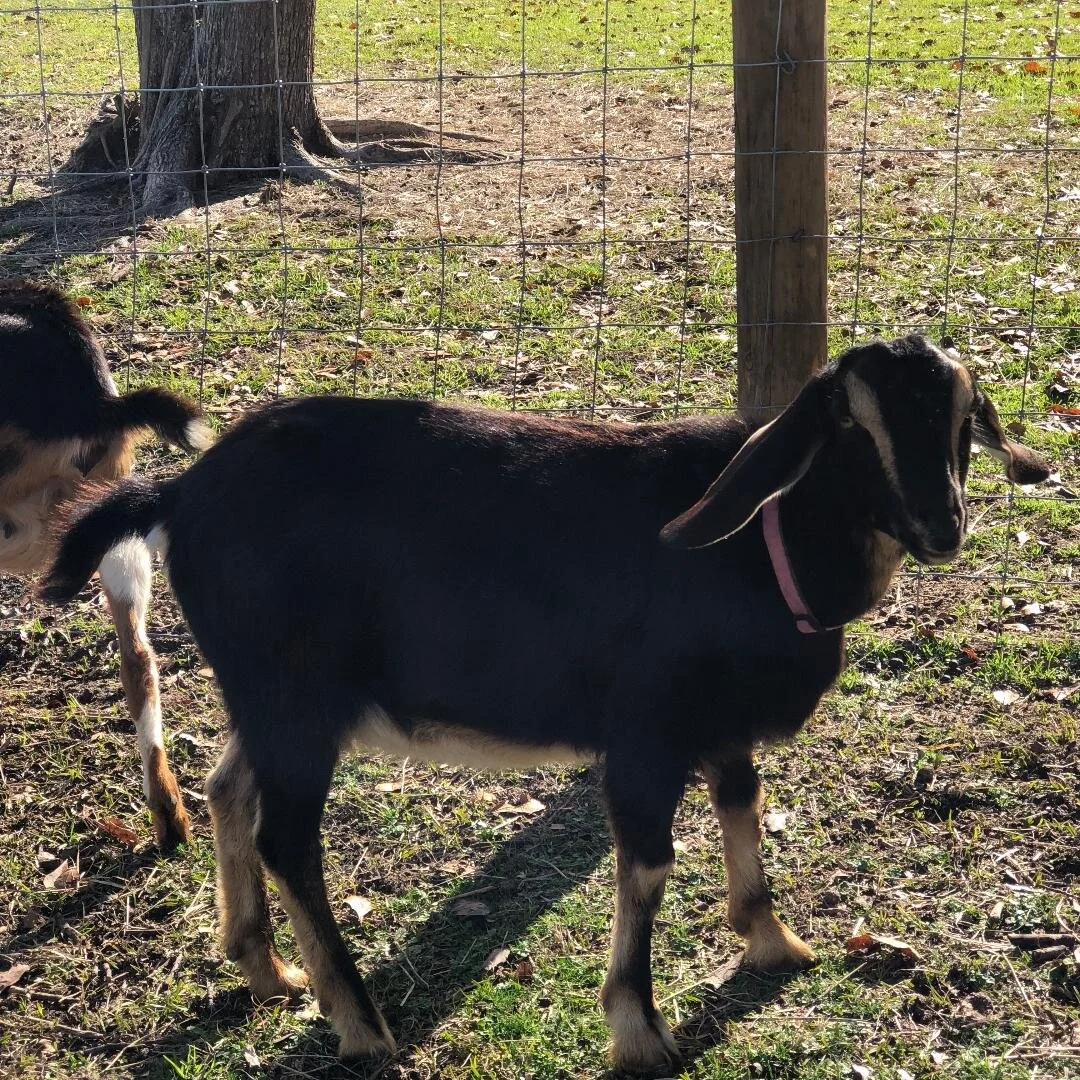 HeartBreak Kidz Savannah - F4 Mini Nubian - Born 01/13/2019. She comes from excellent milk lines and we love her features. We also have her sister Dixie. Sire: HeartBreak Kidz Protege B Dam: HBK Hazel *P We can’t wait to see her Kids.