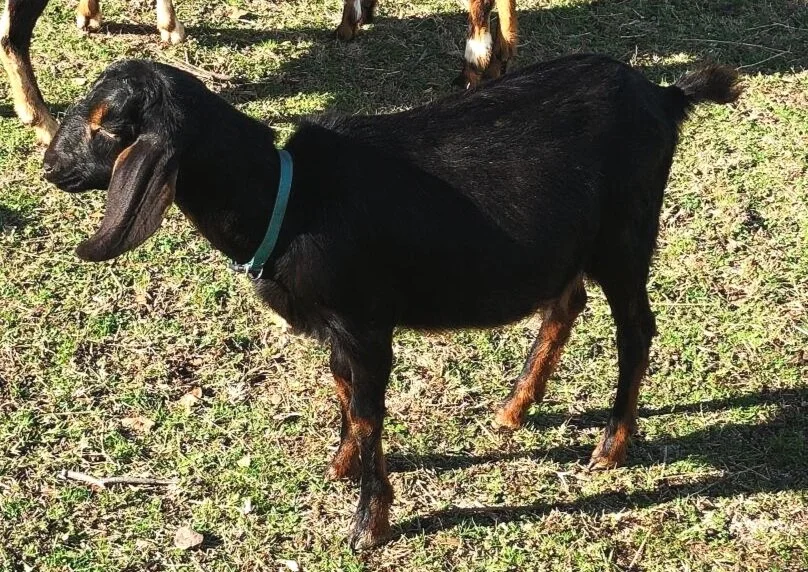 HeartBreak Kidz Dixie - F4 Mini Nubian - Born 01/13/2019. She comes from excellent milk lines and we love her features. We also have her sister Savannah. Sire: HeartBreak Kidz Protege B Dam: HBK Hazel *P