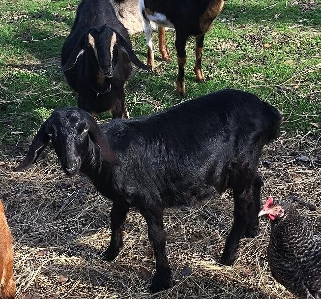 HeartBreak Kidz Blue Dancer - F6 Mini Nubian - Born 01/22/2019. All black with Blue eyes. She has great features and has the milk lines to go with them. Sire: Eddy’s Place Texas Tease Dam: Eddy’s Place Blue Diamond.