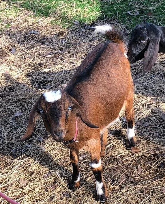 Dreamy A Farm Lexie - F2 Mini Nubian - Born 02/04/2019. Look at those blue eyes, ears, and color. We love her features.