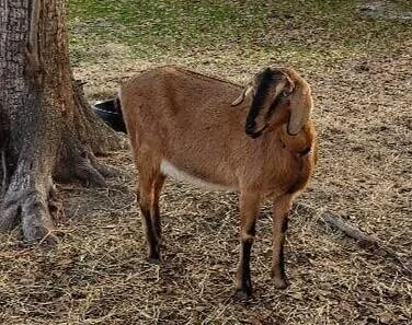 Treestar Aunt Sister {Momma}. Born 7/22/2017. Blue Eyed F1 Mini Nubian. FF in June. Had twin boys which are available for purchase. Very nice Kids