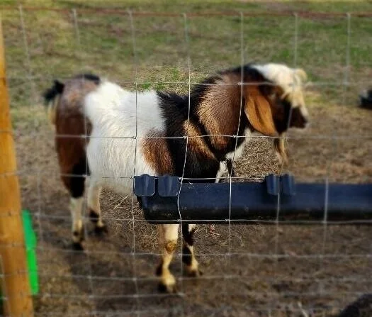 Oak Spring Meadow’s BluEyesOf Foscoe. Born 02/01/2018. Purebred F6.