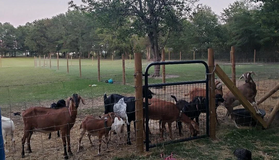 Goat+Herd.jpg