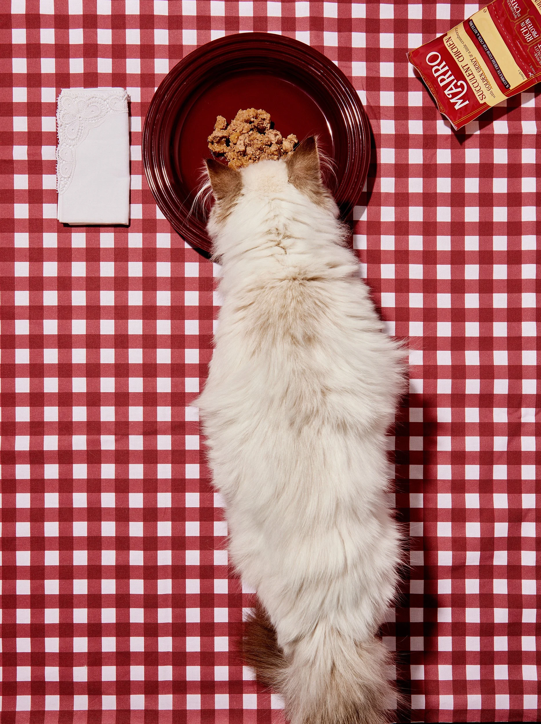 241210_MARRO_CAT_AND_BOWL_0025.jpg