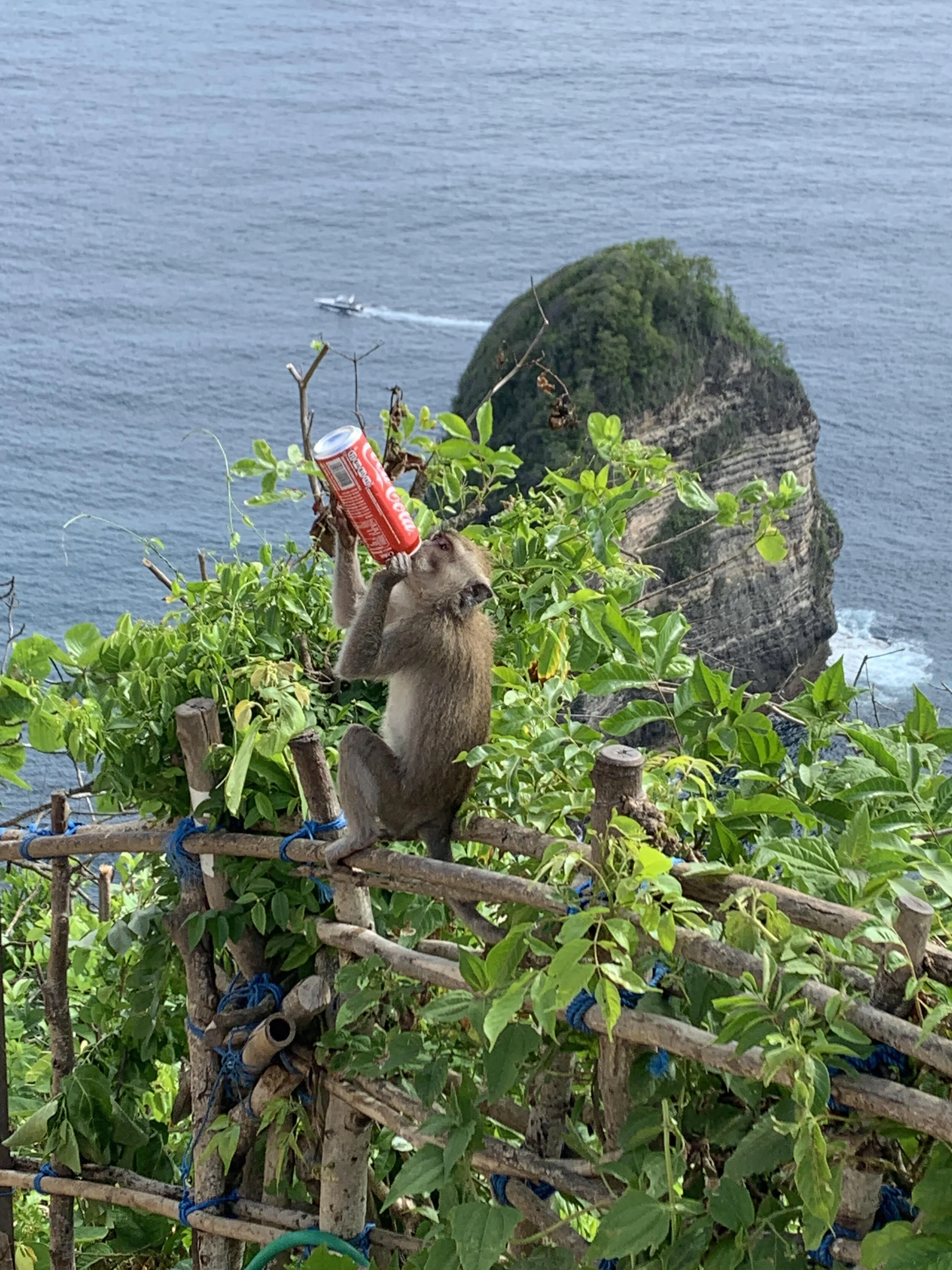 monkey.jpg