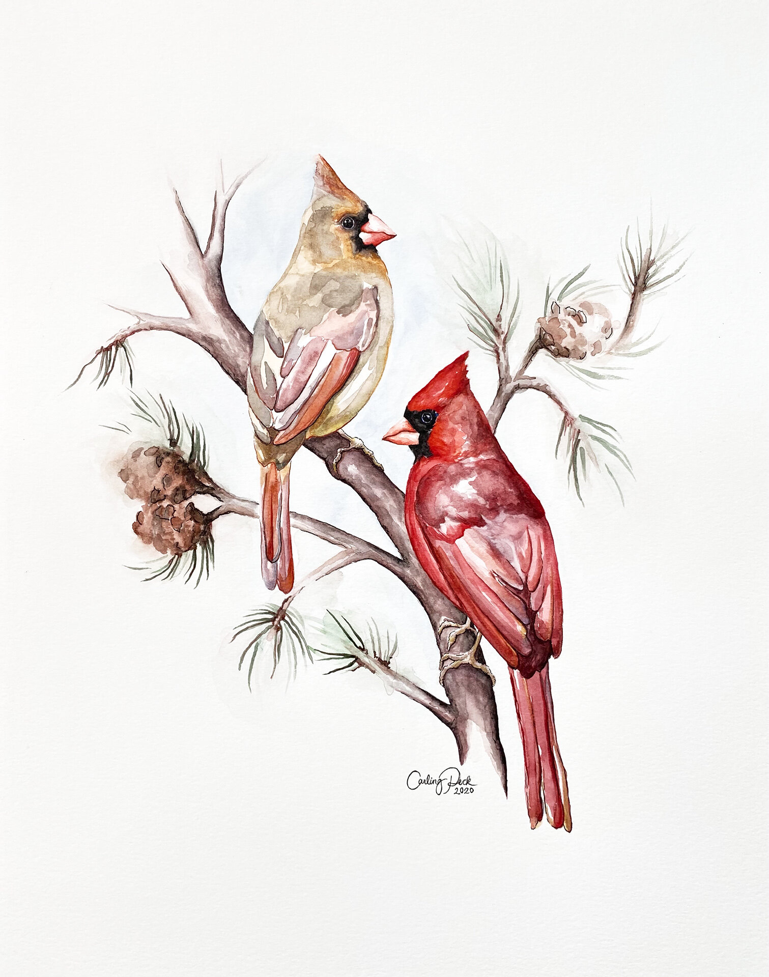 cardinals-web.jpg