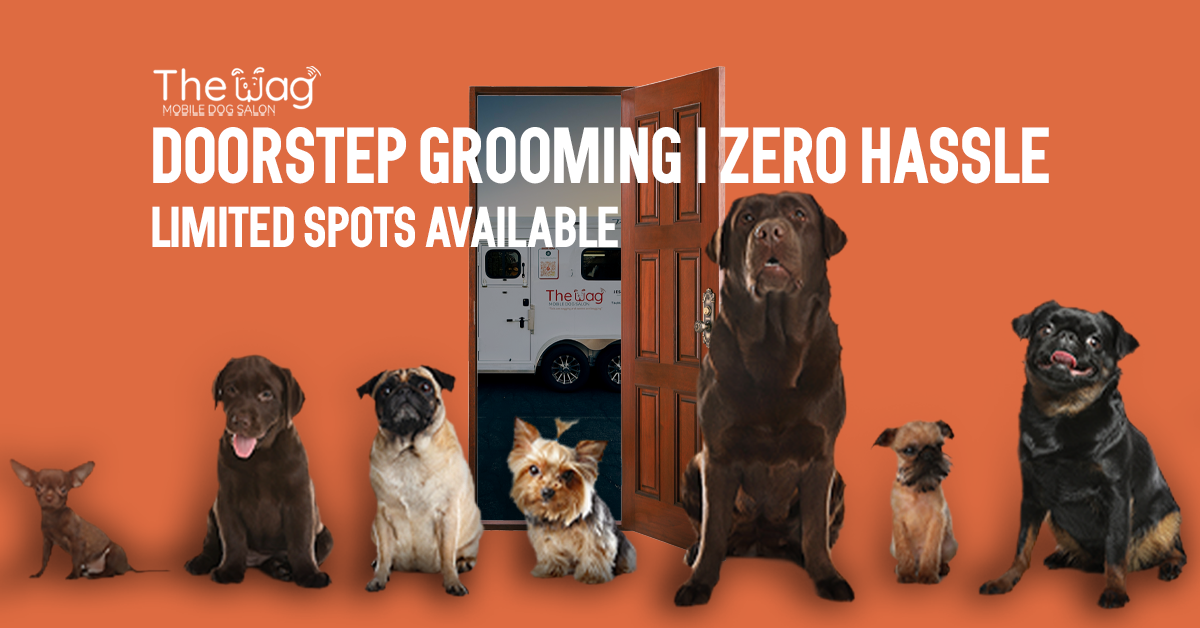 Mobile Dog Grooming Mesa Az: Convenient Pet Care Solutions