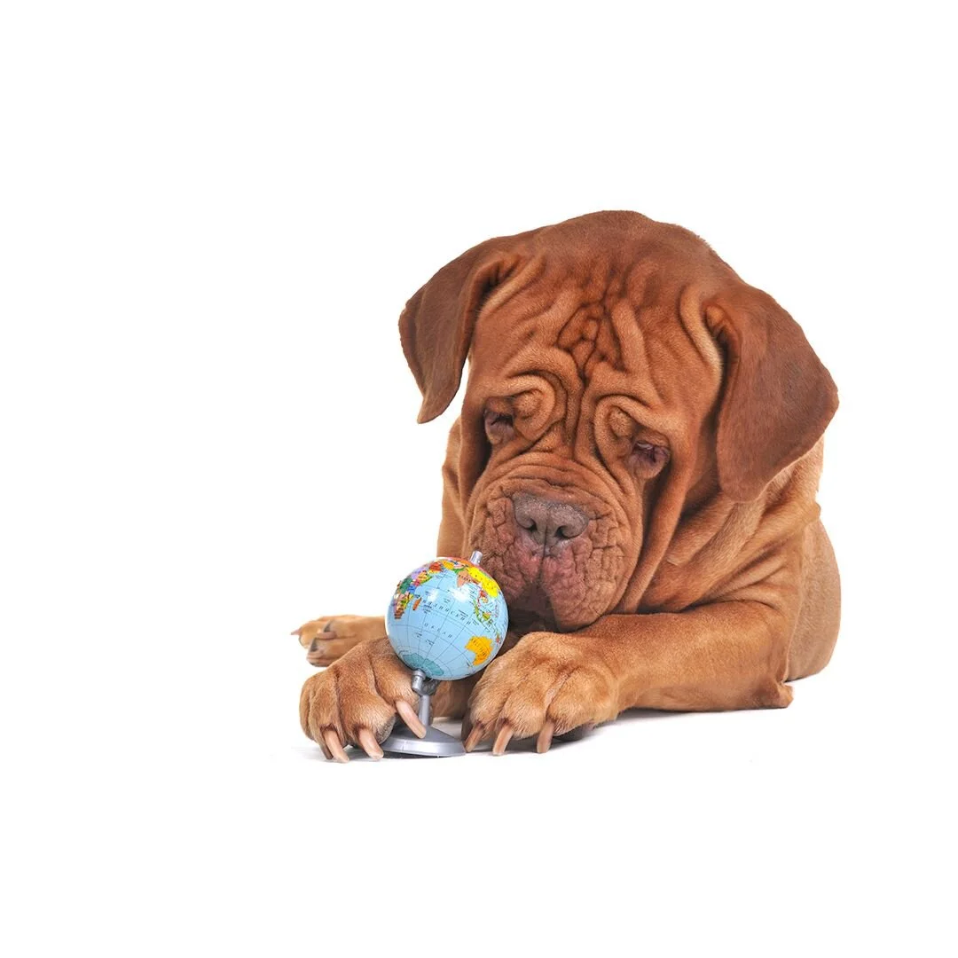 eco-dog grooming.jpg
