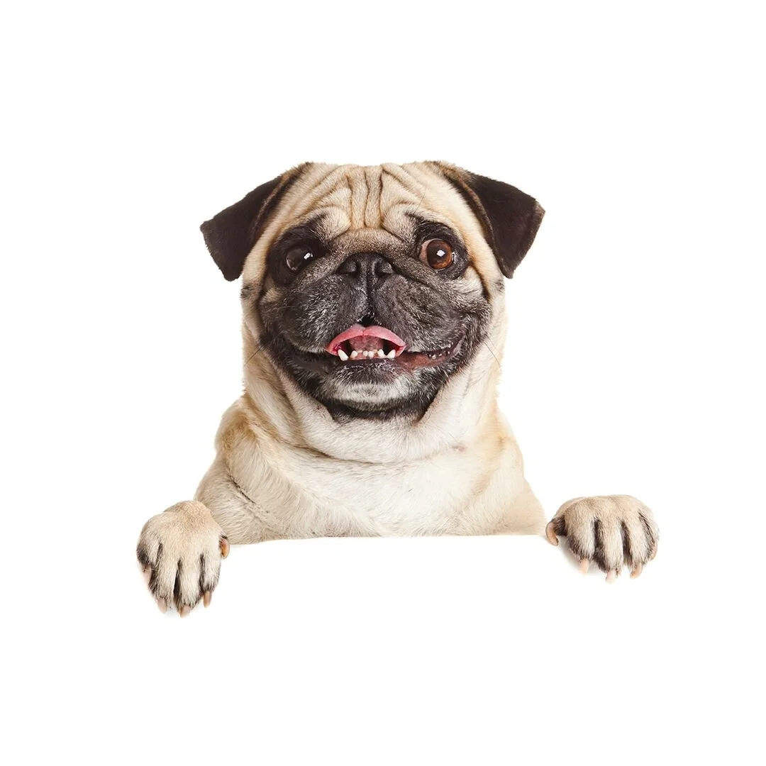 gentle dog grooming (1).jpg