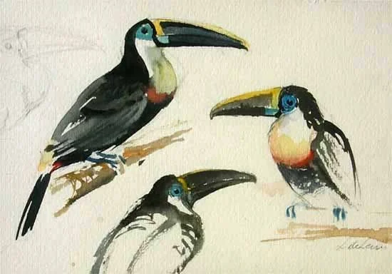 White Fronted Toucan watercolor Image Size: 5" x 7"