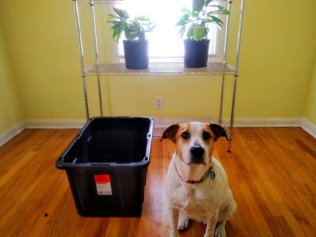 I'm setting up my spare bedroom for Spring planting! Sadie the Branch Manager is hard at work propagating Golden Variegated Ctenanthe Pilosa, a stoloniferous evergreen tropical! As part of the Marantaceae family, Ctenanthe Pilosa is related to the Pr