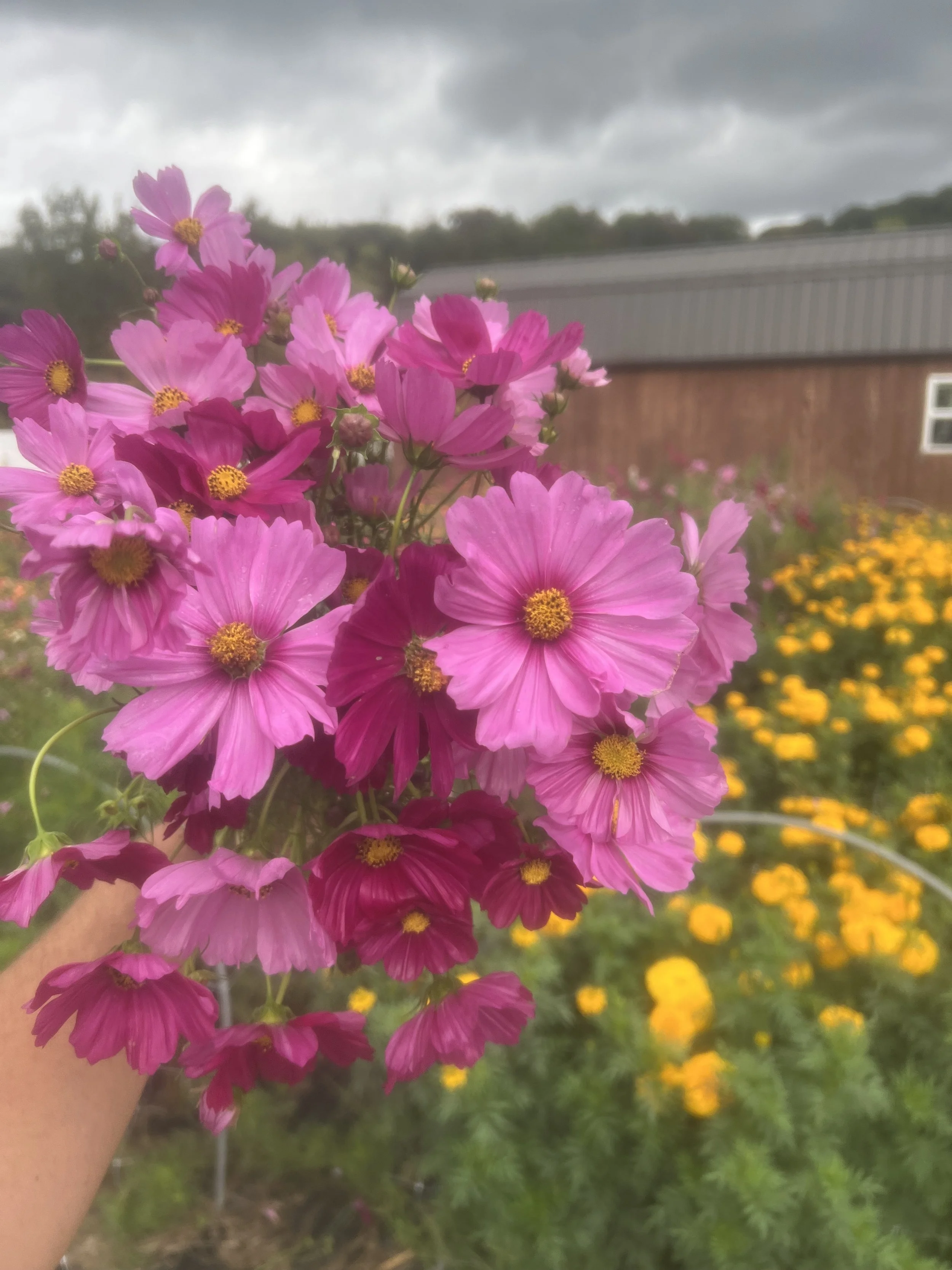 IMG_6243.jpeg