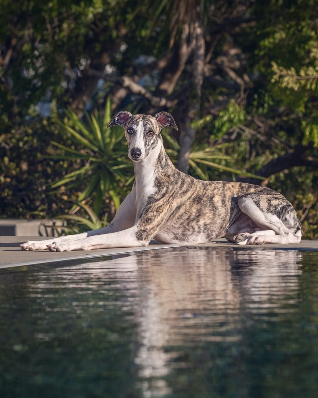 Our Fur Friend @whippetsunleashed Bolt is showing us how summer is done! Only 30 days to go until Summer is officially here!! What are you looking forward to this summer? ☀️ 🌴 ⛳ 🚤 😎 🏊 👙 🏖️ 🌺 🍹 

#EvolvePets #ChooseEvolve #SummerVibes