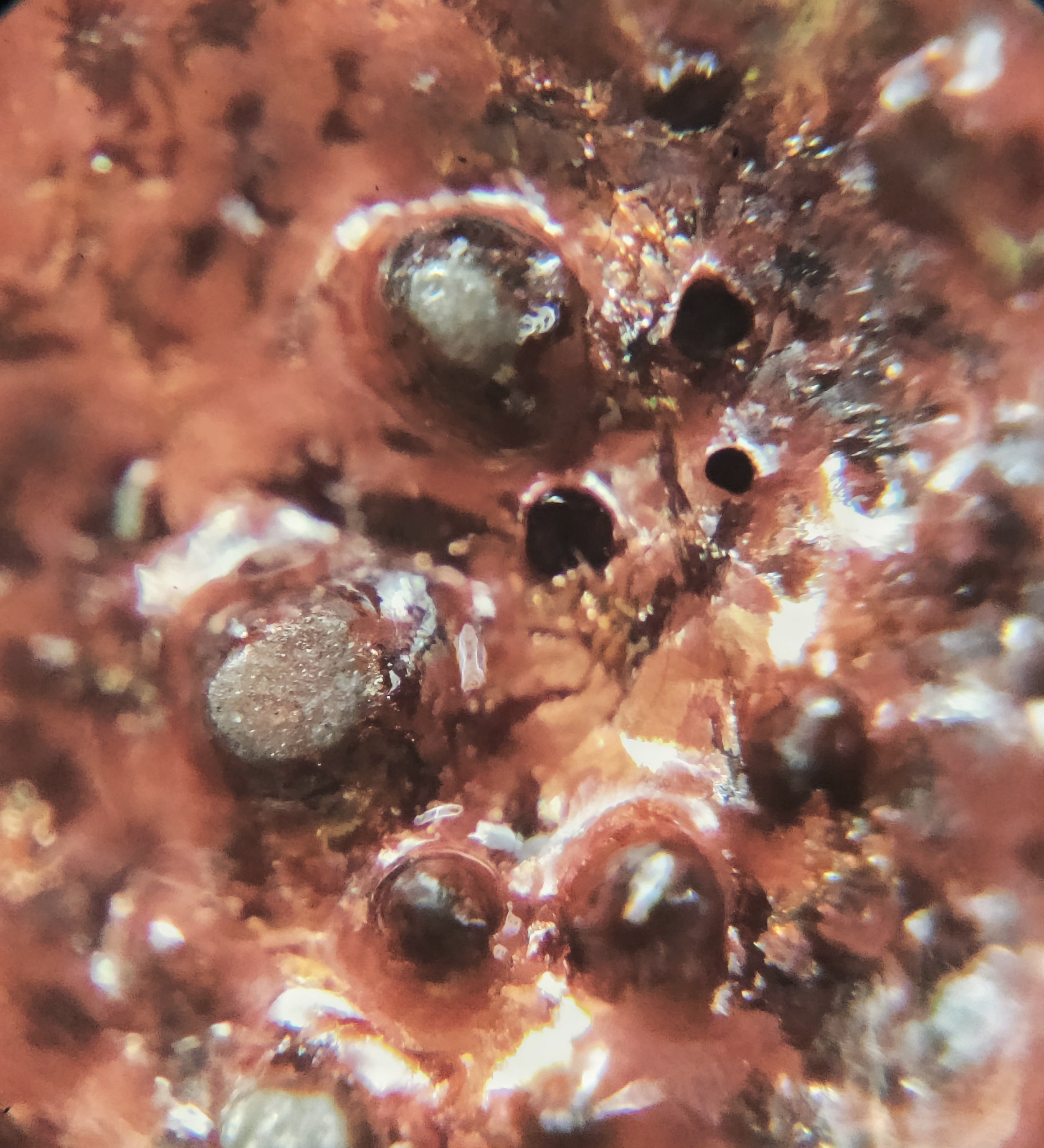 Bismuth Part 3 (A closer look)