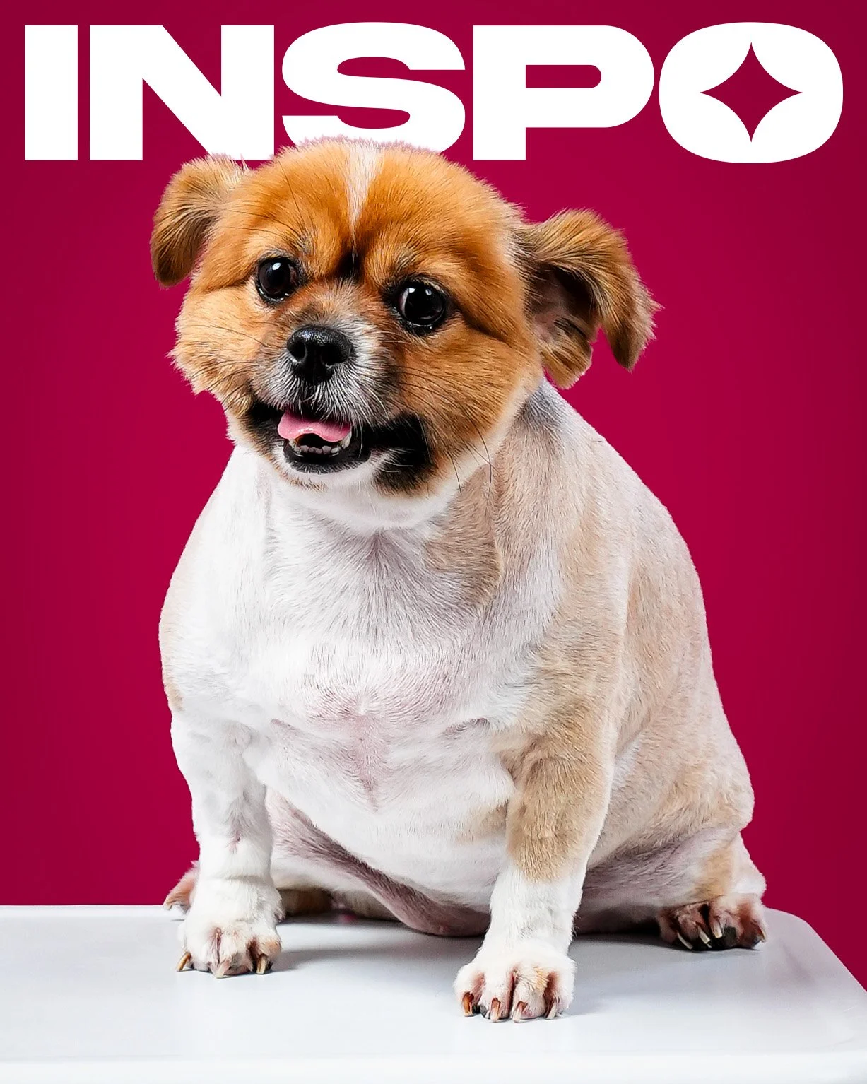 Proof that every family photo is better with a furry superstar 🐾✨

📸 INSPO: a self-portrait studio
🗓 thurs-sat | 🕐 1pm-8pm | 💵 cash only | 🇬🇺 tumon, gu
for more info, visit www.projectinspire.co (link in bio)