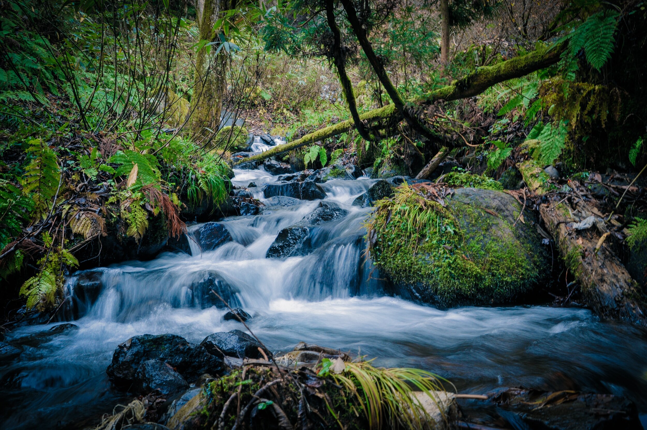 Pisgah National Forest