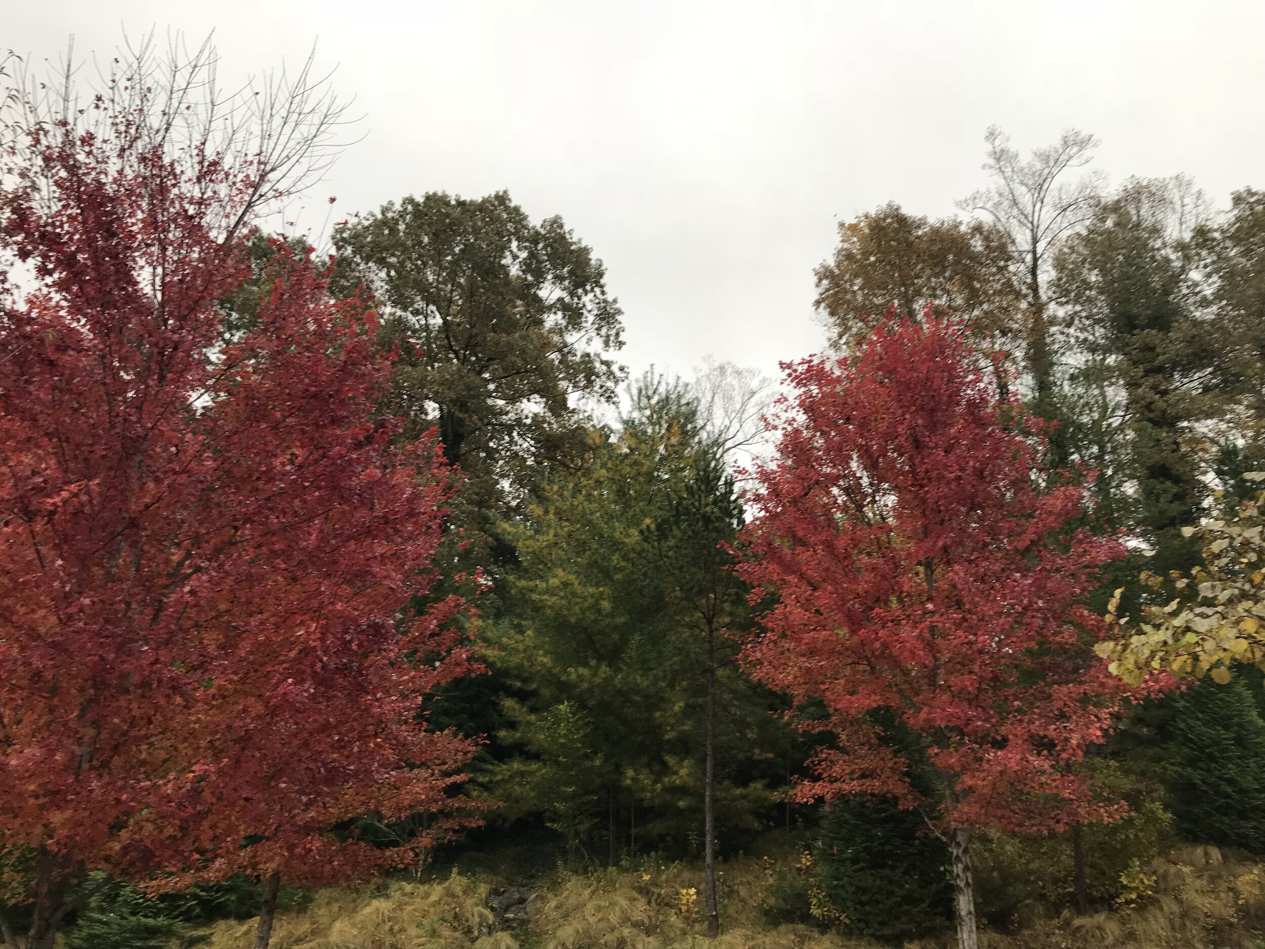 Fall colors (Copy)